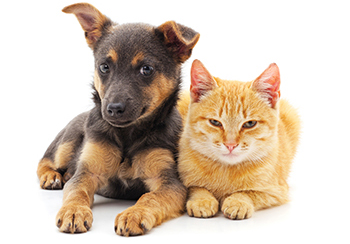 Photo of a Shepherd puppy and an orange cat.